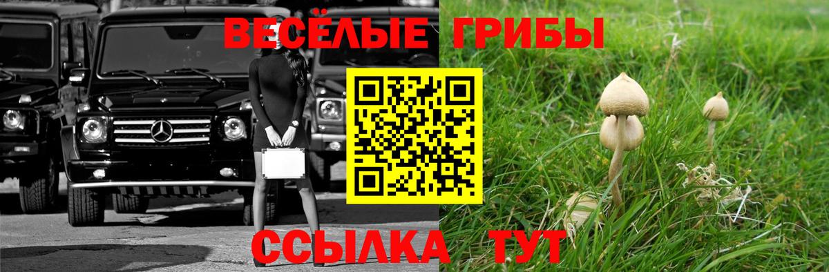 Псилоцибиновые грибы GOLDEN TEACHER  Вход с VPN  Нальчик  купить   Псилоцибиновые грибы Psilocybine cubensis 